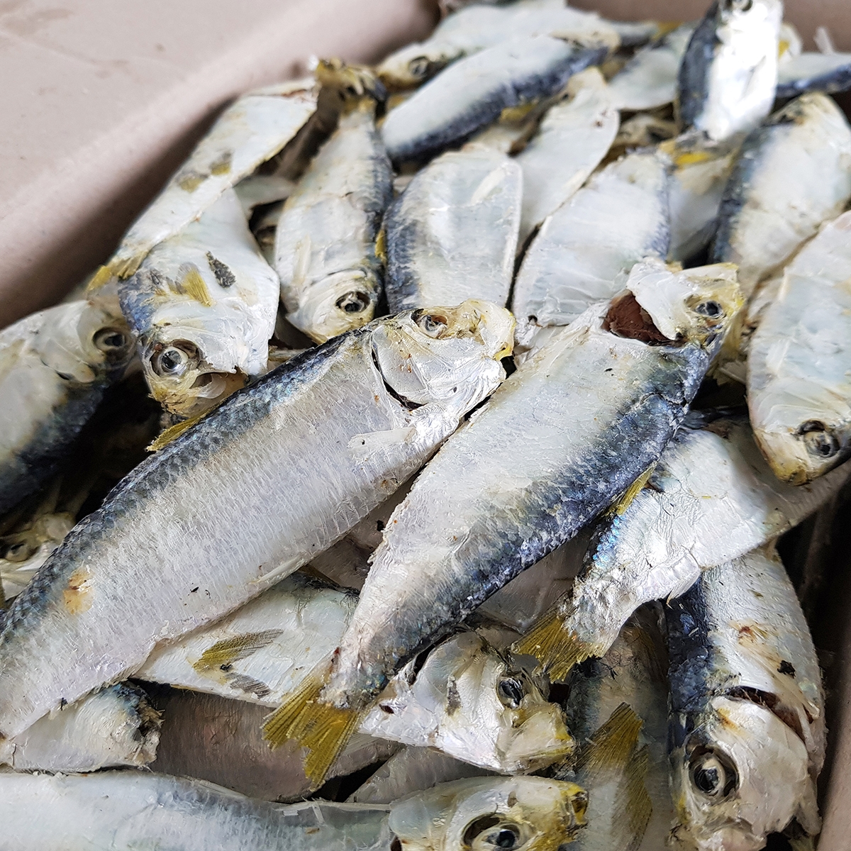 국내산 상급 디포리 밴댕이 남해 다시 국물 멸치 국물용 육수용 국멸치 500g, 1개 - 상세 이미지 3