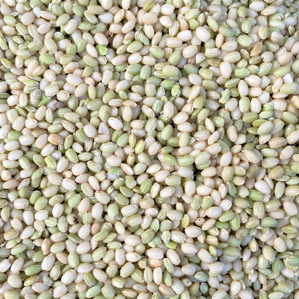 유기농 찰 녹미 쌀 1kg, 1개 - 상세 이미지 2