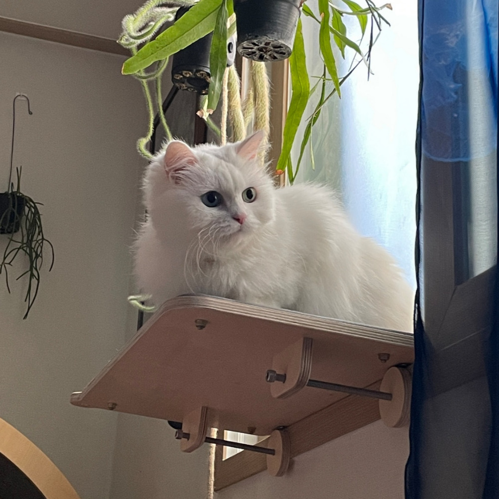 캣돌 냥틀 소형 카펫미포함 고양이 창문 선반 창틀 해먹 윈도우 캣타워 이미지 1