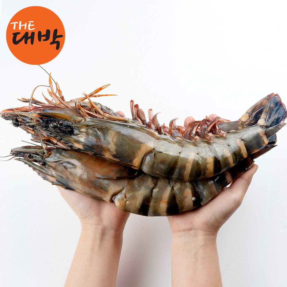 완전 큰 킹타이거새우 자연산 블랙타이거 왕새우