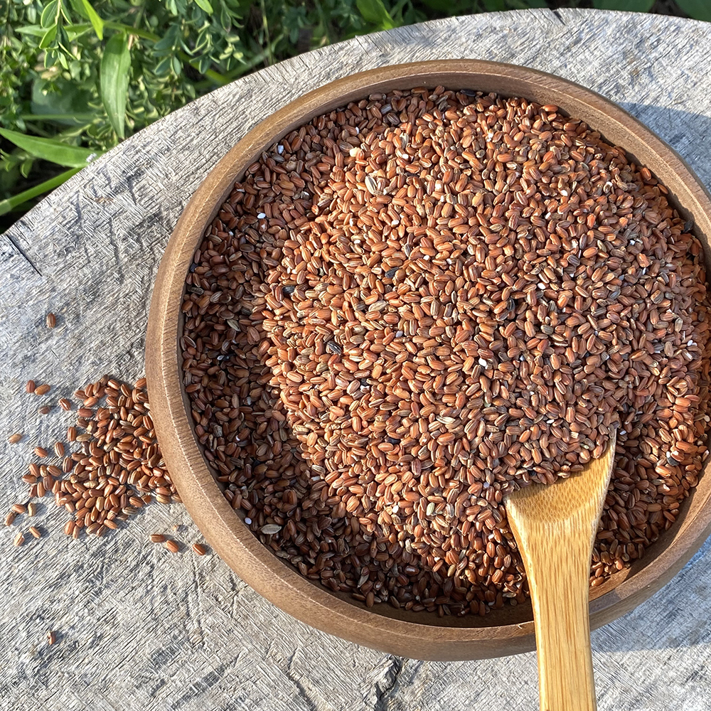 유기농 찰 적미 24년 국산 햅쌀 홍미 붉은 현미 찹쌀