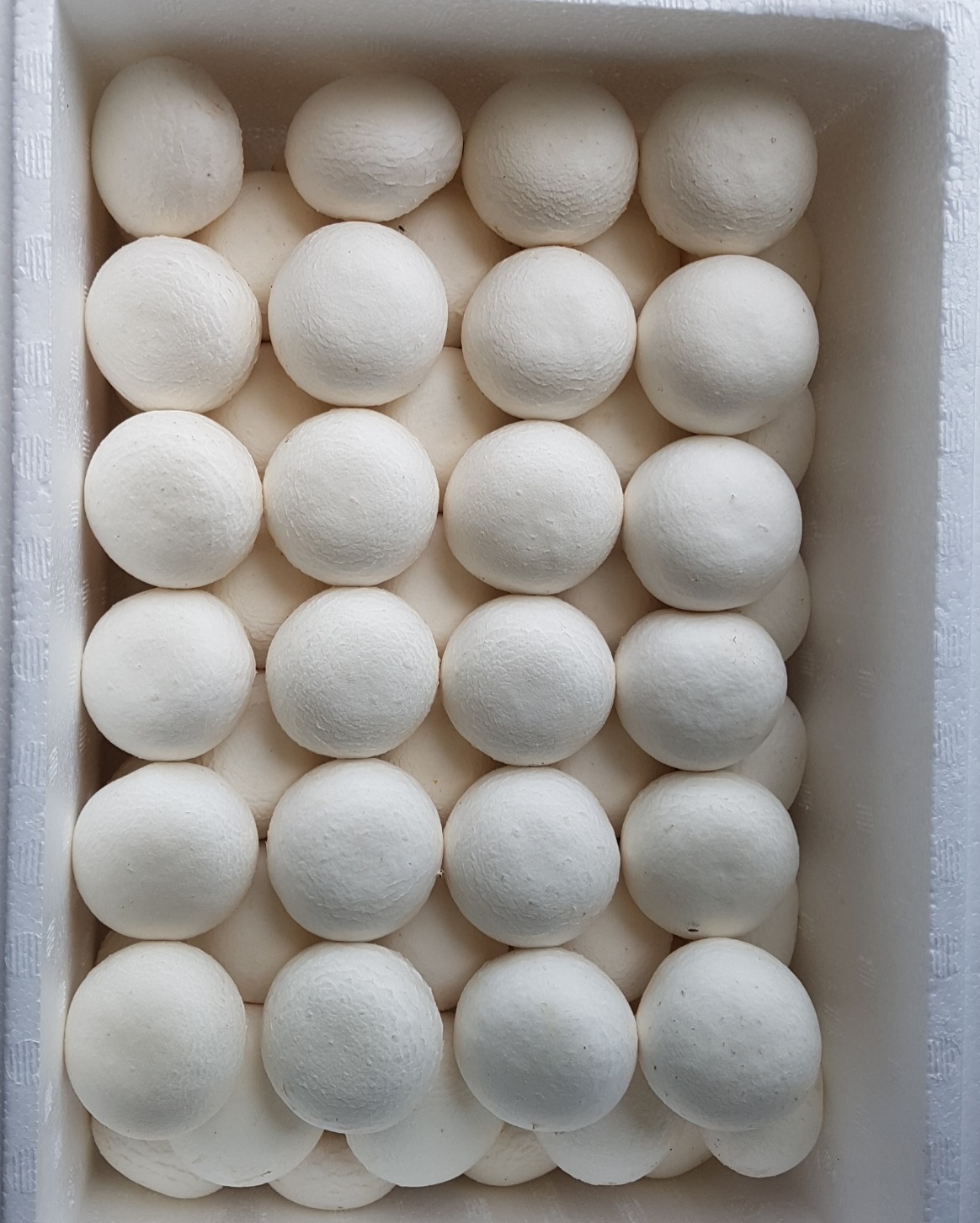 부여 양송이버섯 양송이버섯 2kg 신선한 농가직송 양송이버섯 선택법 양송이버섯 맛있게 즐기기