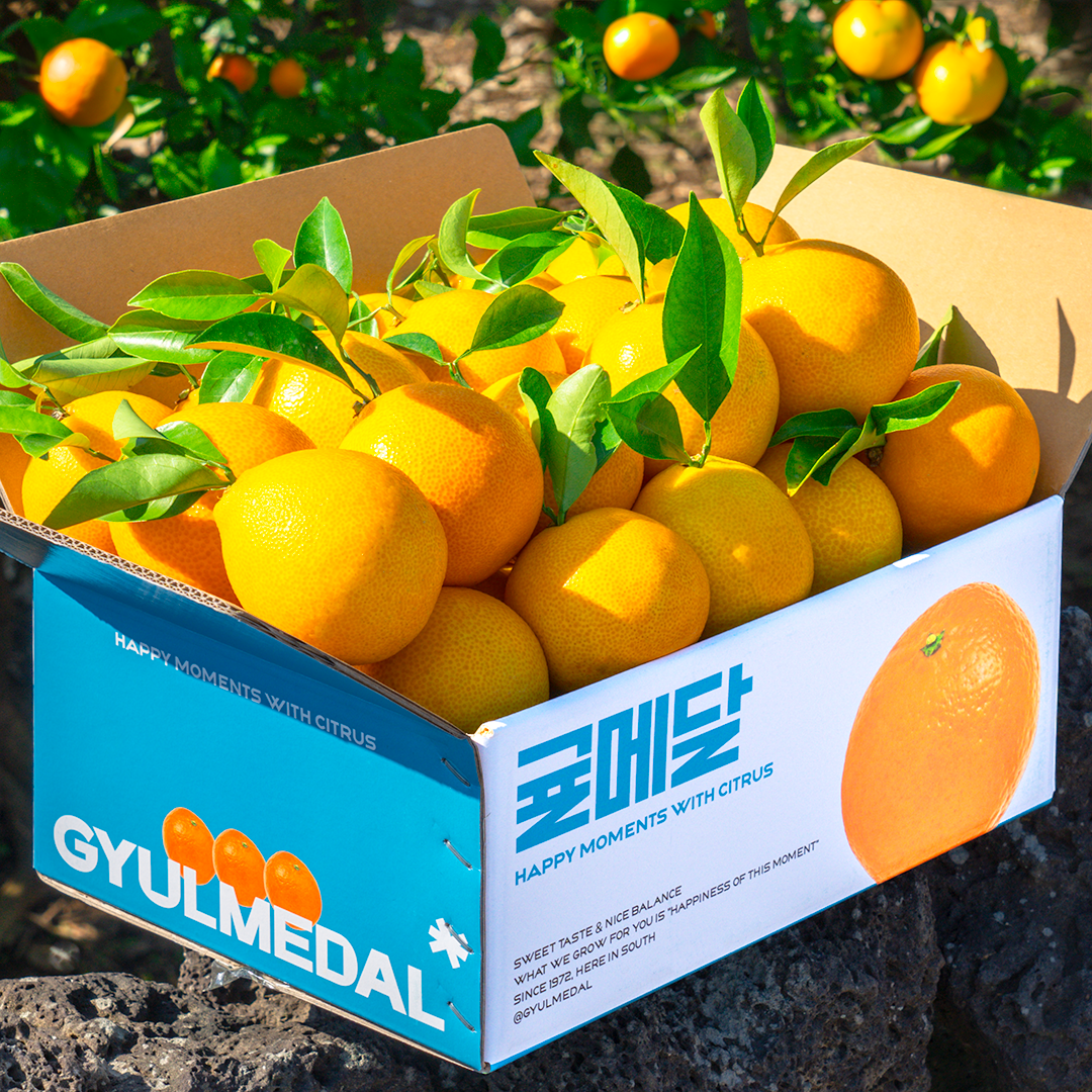 제주 황금향 2kg 3kg 5kg 고당도 가정용 선물세트 - 상세 이미지 4