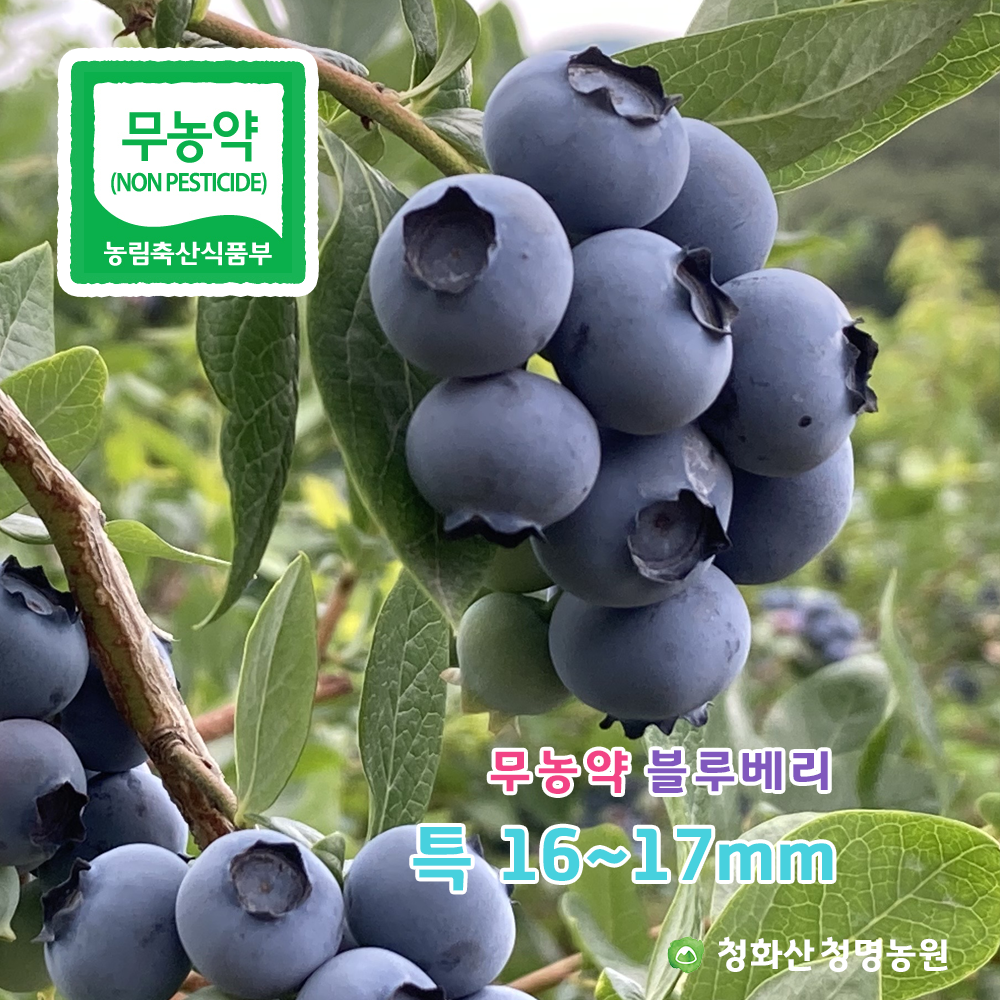 무농약 국산 생 블루베리, 청화산 블루베리 후기, 십승지 블루베리, 신선한 블루베리, 당도 보장 블루베리