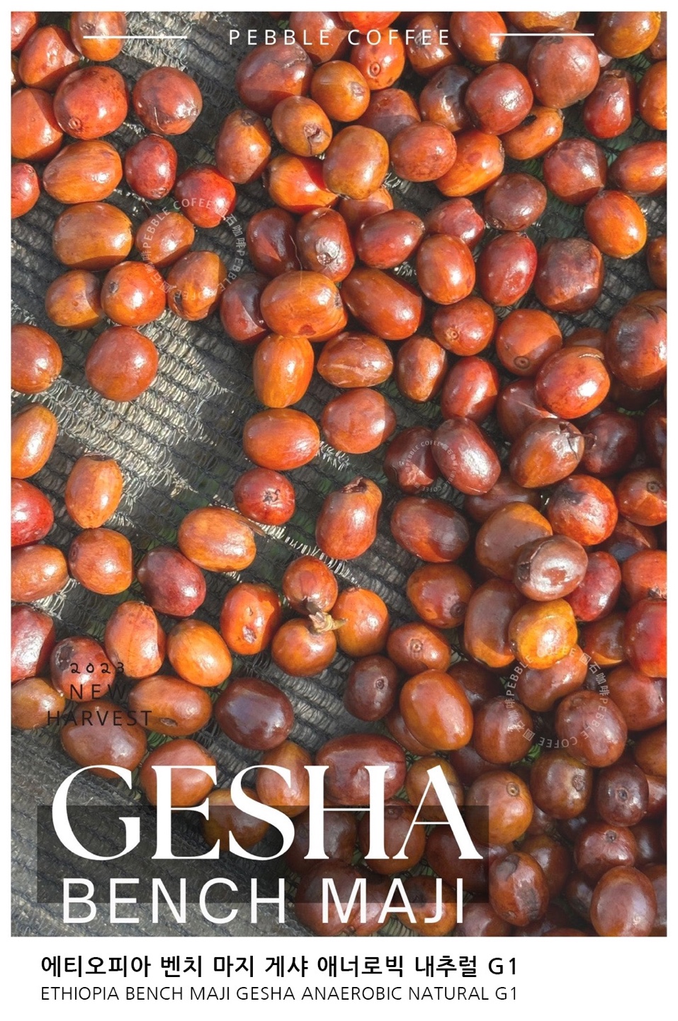 에티오피아 벤치 마지 게샤 애너로빅 내추럴 G1 5KG (BENCH MAJI GESHA ANAEROBIC NATURAL G1)