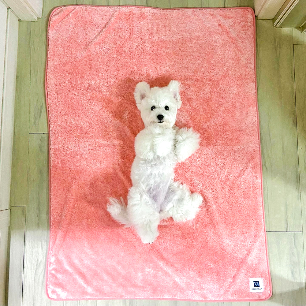 [특대형]코코몰리 초극세사 고양이 강아지 대형견 목욕 털말리기 펫타올 가운 수건 - 상세 이미지 4