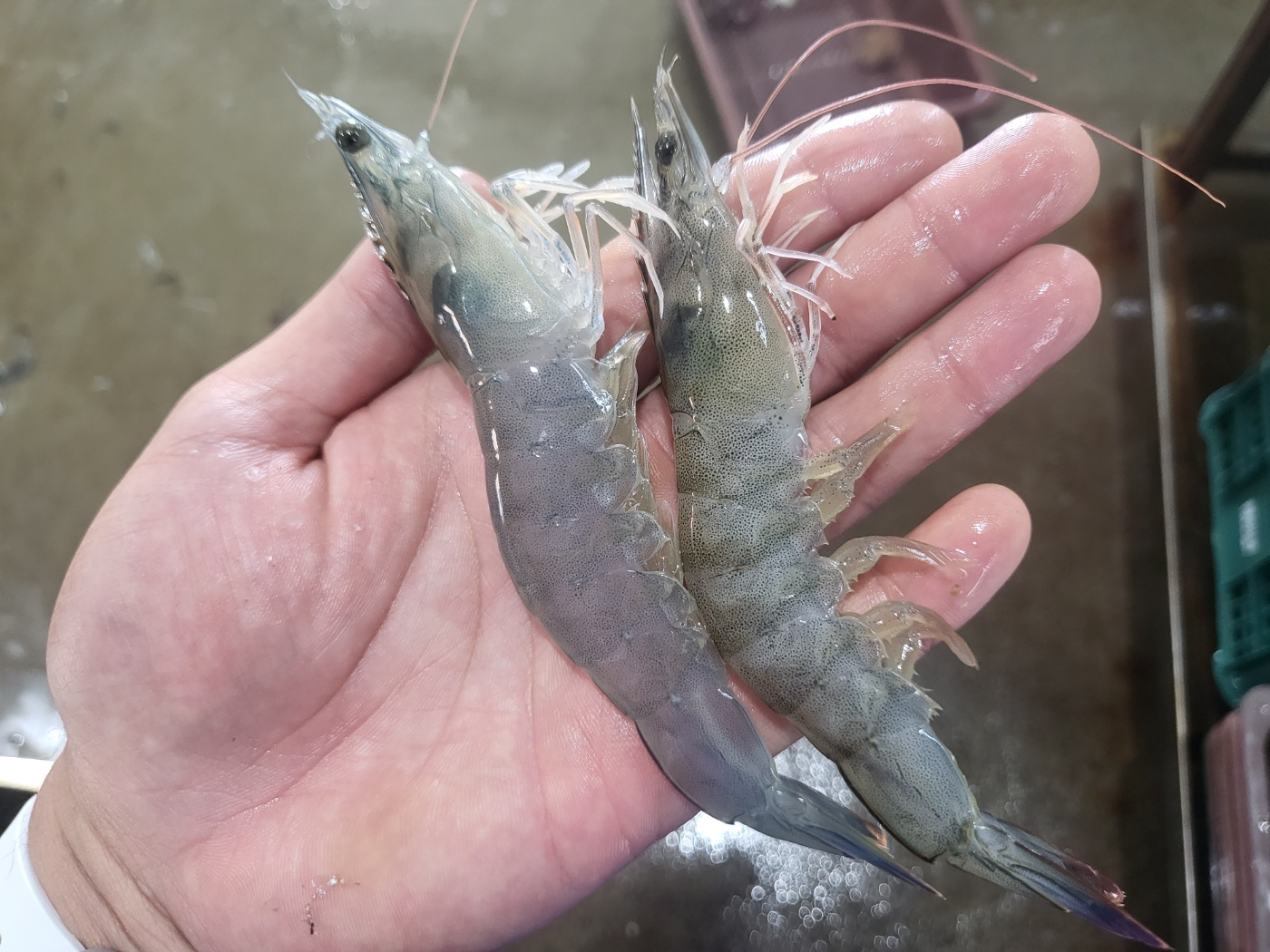 국내산 제철 흰다리새우 생새우 왕새우 활새우 새우