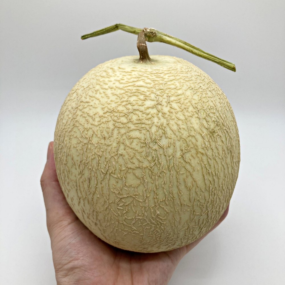 하니원멜론 허니듀메론 1.5kg 3kg 4kg 5kg 6kg 8kg 수입산 국내산 - 상세 이미지 4