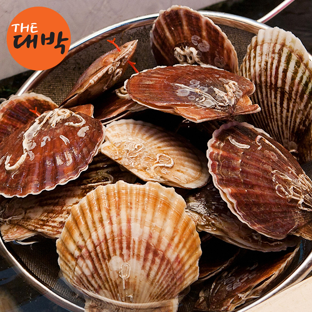 캠핑용 대왕 참가리비 특대 제철 조개구이