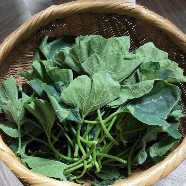 윗집아들네 당일수확 호박잎쌈 호박잎 500g 800g 1kg 2kg - 상세 이미지 2