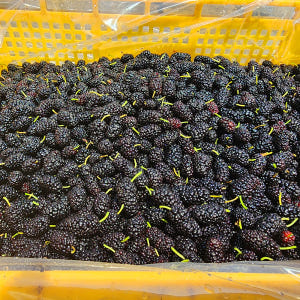 특품 엄선 오디 5kg 맛있게 먹은 솔직 후기 - 상품 이미지 4