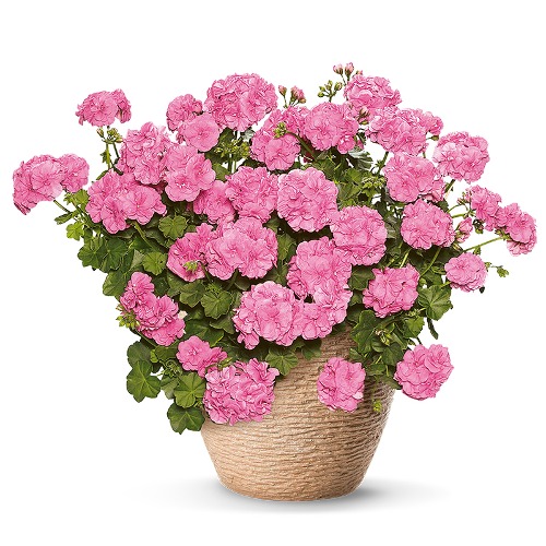 제라늄 15cm 빅키 : HS Flower