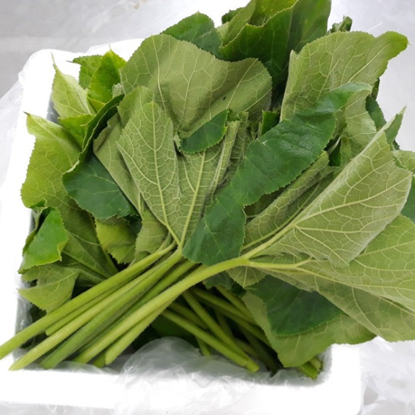 윗집아들네 당일수확 호박잎쌈 호박잎 500g 800g 1kg 2kg - 상품 이미지