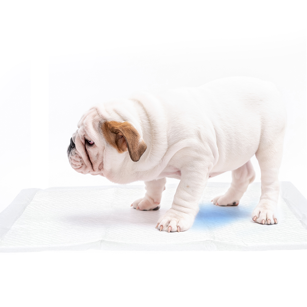 최고급형 두꺼운패드 초심 강아지 배변 패드 소변 애견 반려견 대형 80g 블루(60x76cm), 50매입, 1개