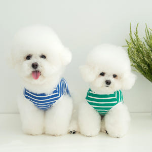 강아지 실내복 봄옷 티셔츠 강아지옷 로키 솔직 후기 | 실제 사용자 리뷰 총정리 - 상품 이미지 3