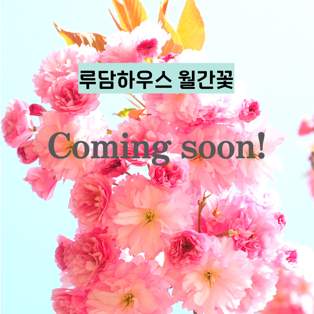 월간꽃 정기구독 봄 생화 꽃다발 가격 비교 루담하우스 월간꽃 정기구독 봄 생화 꽃다발