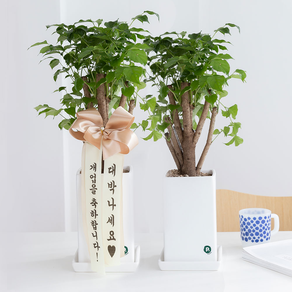 녹보수 돈들어오는 개업 축하화분배달 개업식화분 선물 거실화분 집들이 인테리어식물 중소형