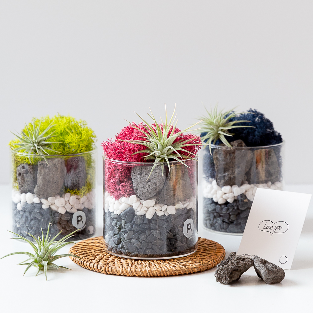 스칸디아모스 화분 만들기 천연이끼 키우기쉬운 먼지먹는 음지 식물 원예 이오난사 DIY키트