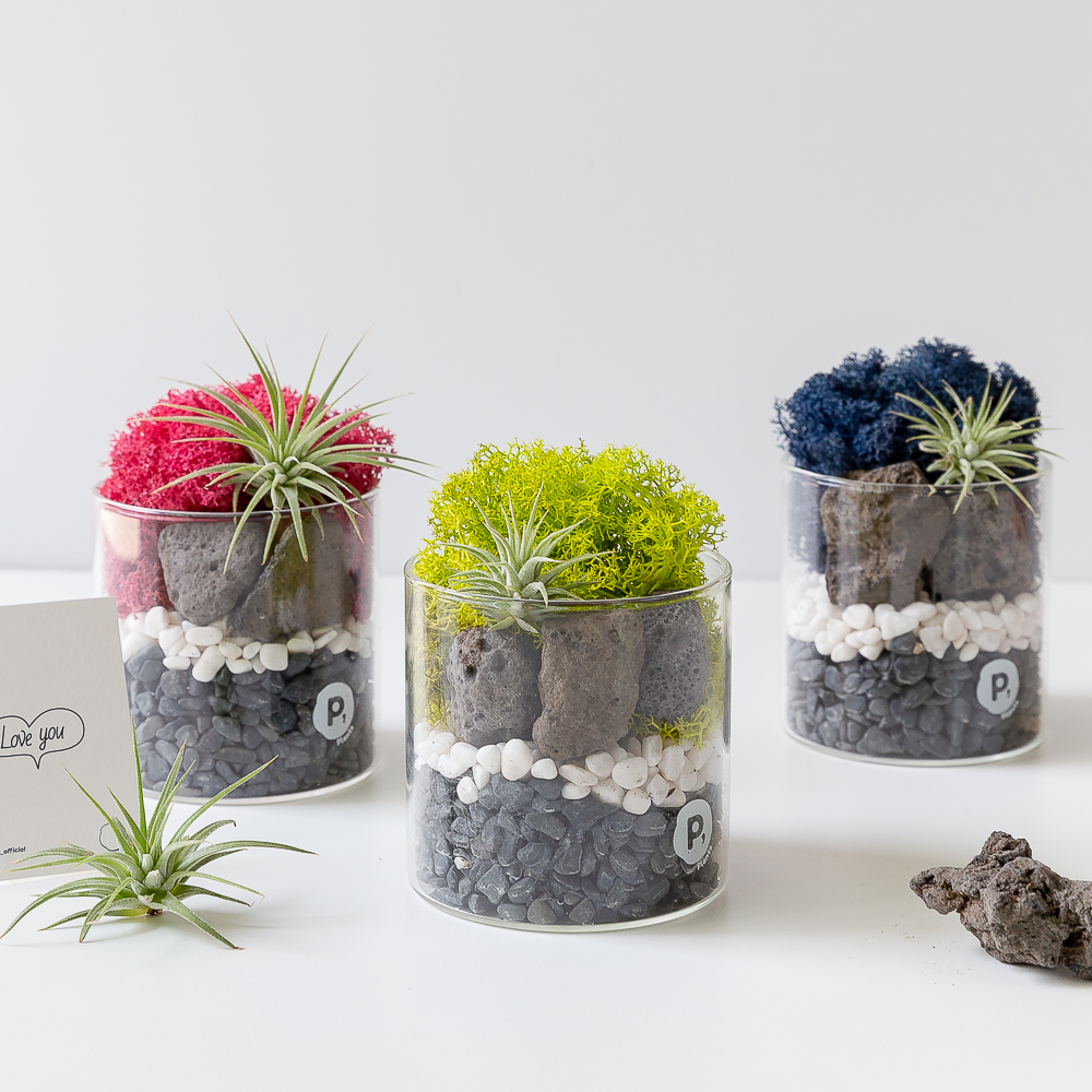 스칸디아모스 화분 만들기 천연이끼 키우기쉬운 먼지먹는 음지 식물 원예 이오난사 DIY키트