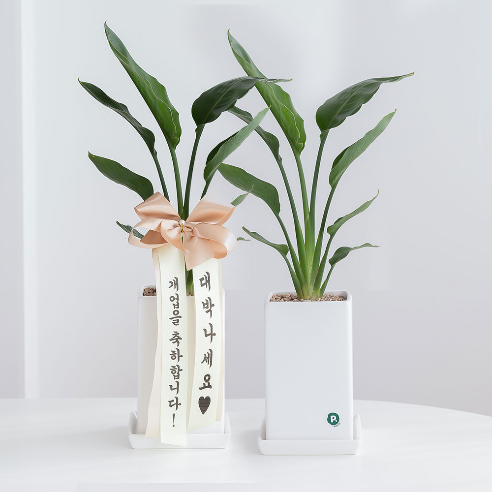 극락조 돈들어오는 개업 축하화분배달 개업식 집들이 개원 거실화분 선물 중소형