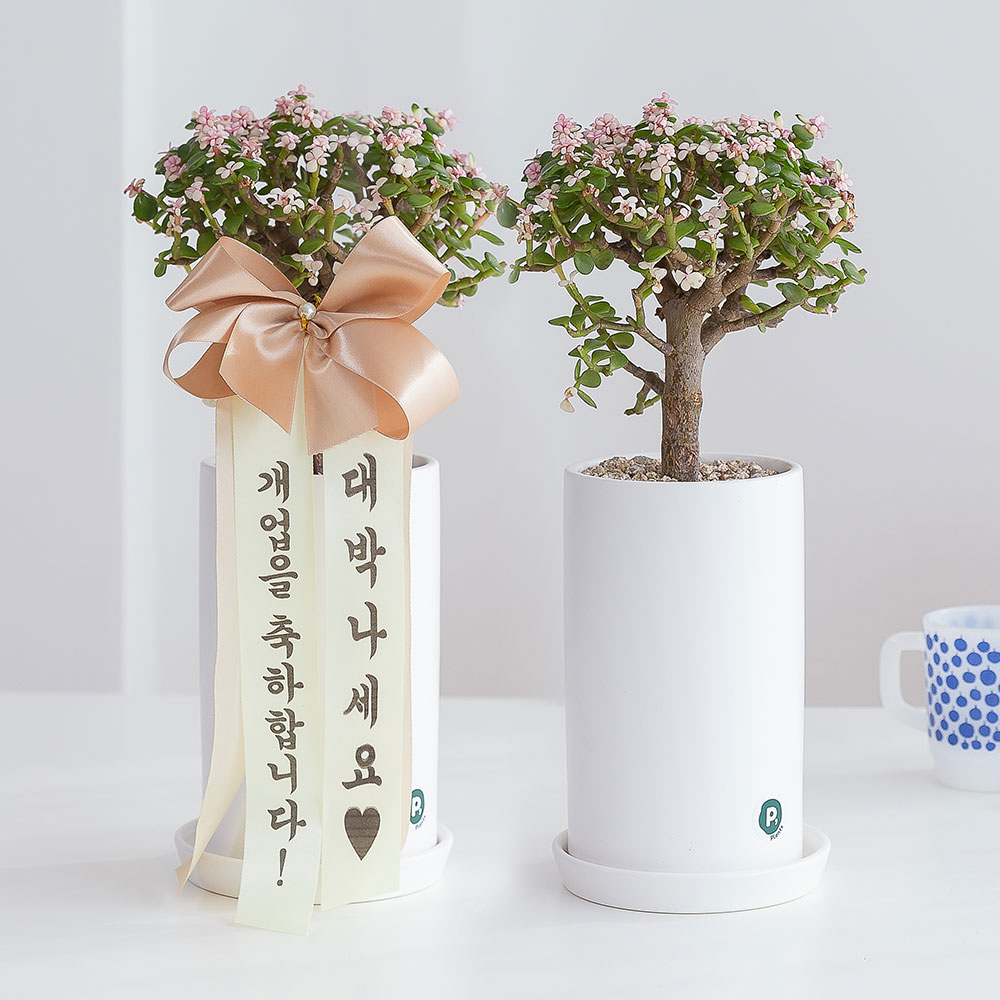 은행목 돈들어오는 개업 축하화분배달 개업식화분 선물 집들이 인테리어식물 거실화분꽃 중소형