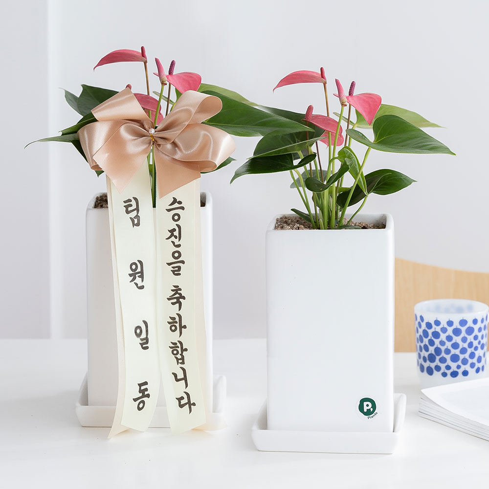 핑크안스리움 승진화분 승진축하 영전 키우기쉬운 음지식물 반려식물인테리어 플랜테리어 중소형