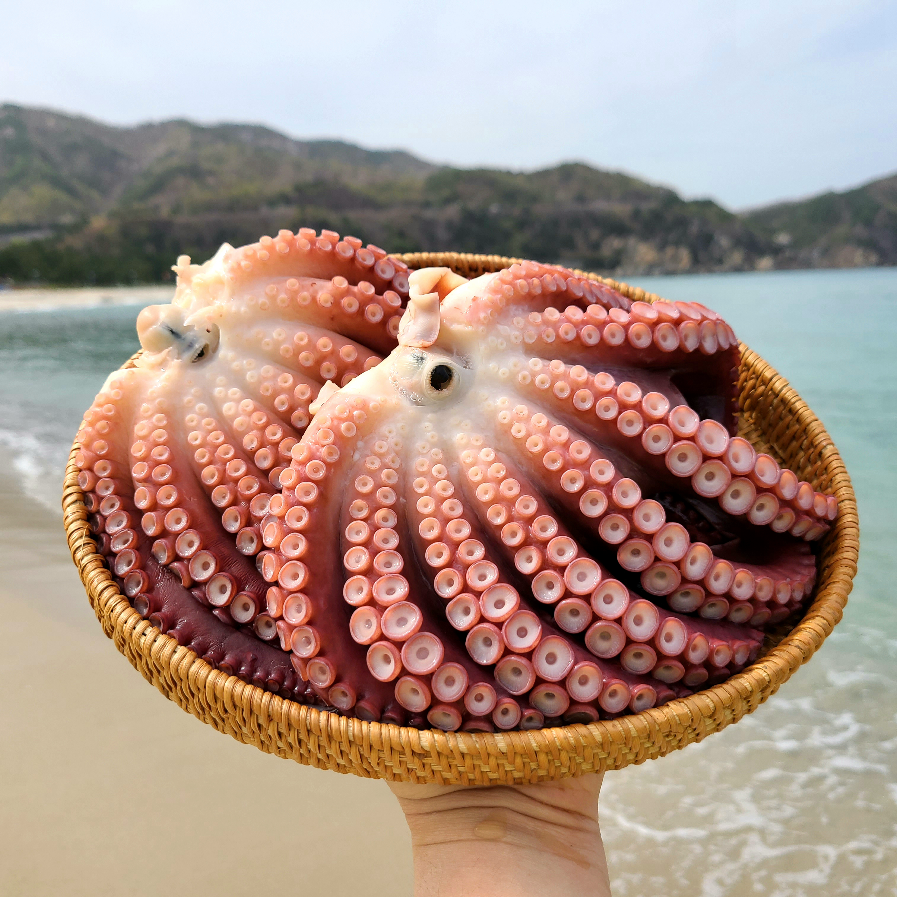 피문어 동해 삼척 대왕 문어 제수용 자숙 대문어 생물 1.5kg 시세