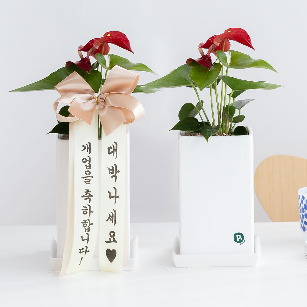 레드안스리움 승진화분 승진축하 영전 키우기쉬운 음지식물 반려식물인테리어 플랜테리어 중소형 - 상품 이미지
