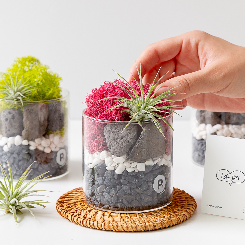 스칸디아모스 화분 만들기 천연이끼 키우기쉬운 먼지먹는 음지 식물 원예 이오난사 DIY키트