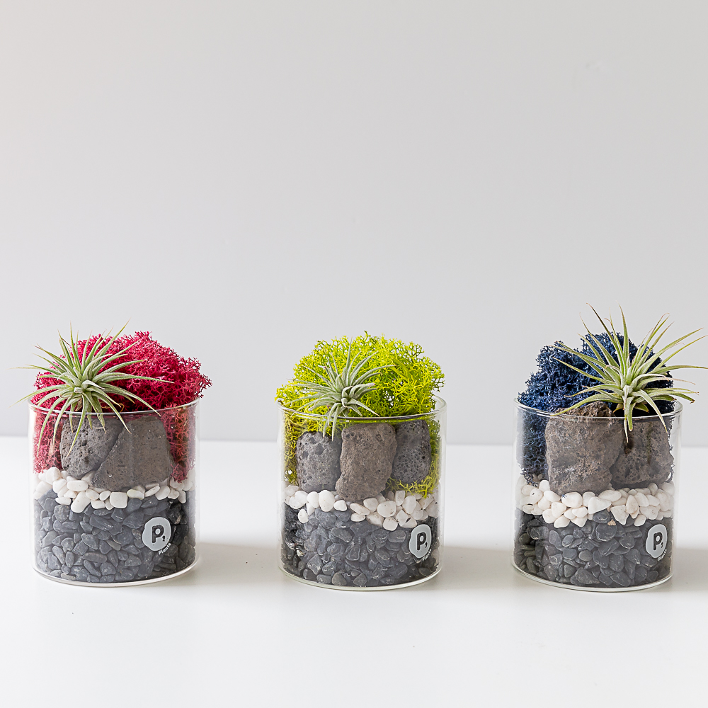 스칸디아모스 화분 만들기 천연이끼 키우기쉬운 먼지먹는 음지 식물 원예 이오난사 DIY키트