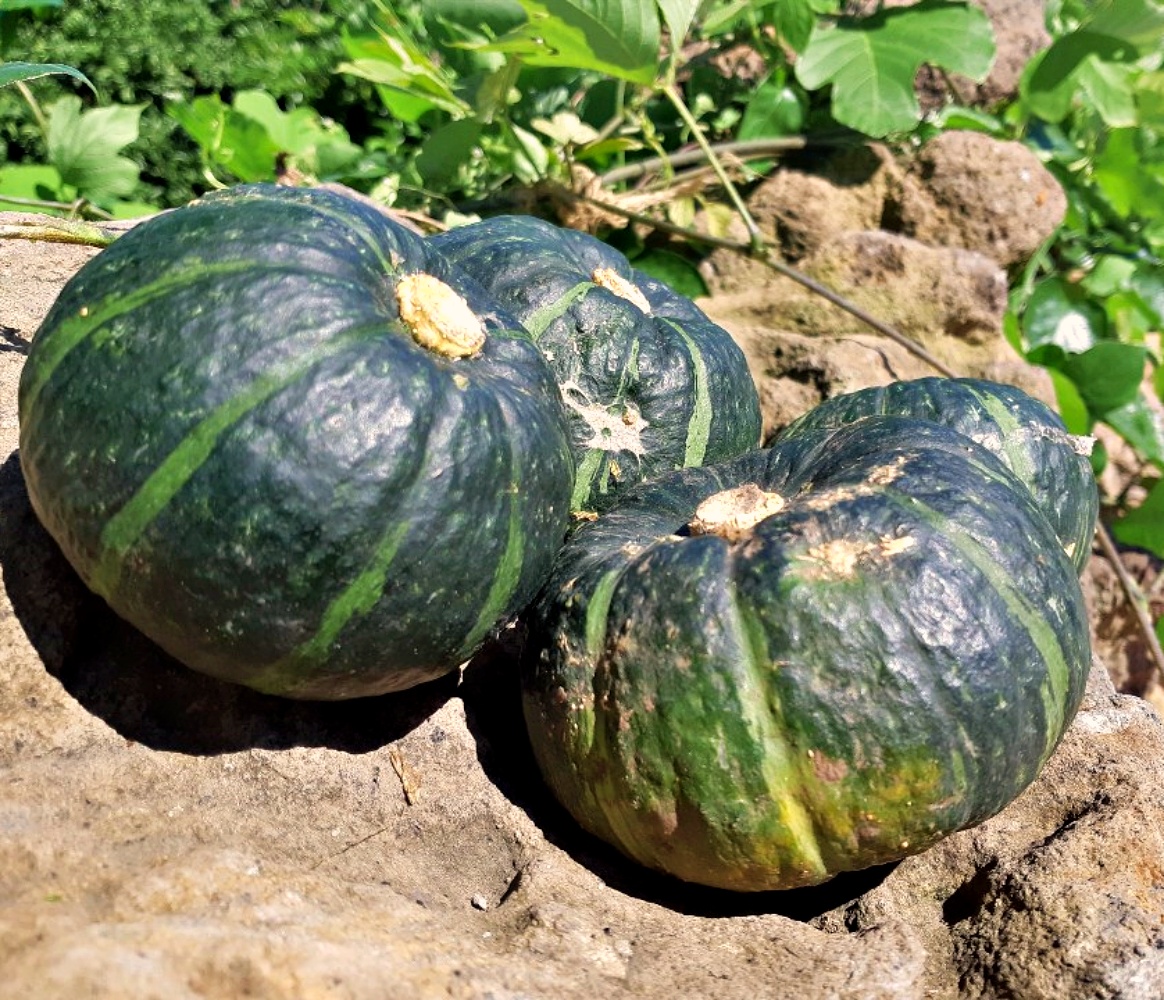 국내산 만냥 단호박 미니 밤호박 2kg 3kg 5kg 꼬마 소과 로얄과 대과 산지직송 - 상세 이미지 4
