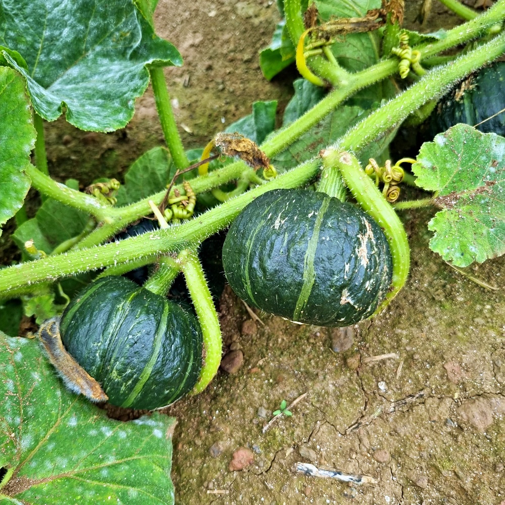 국내산 만냥 단호박 미니 밤호박 2kg 3kg 5kg 꼬마 소과 로얄과 대과 산지직송 - 상세 이미지 3