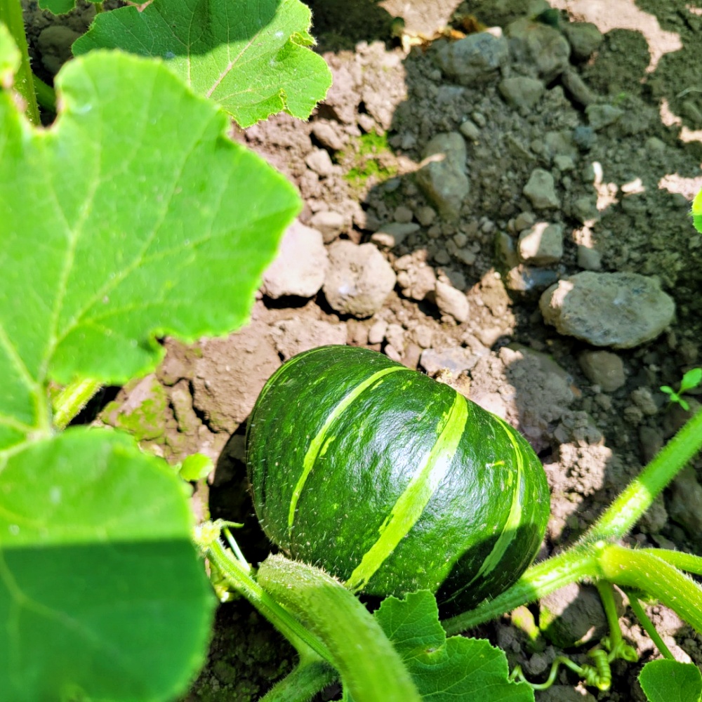 국내산 만냥 단호박 미니 밤호박 2kg 3kg 5kg 꼬마 소과 로얄과 대과 산지직송 - 상세 이미지 2