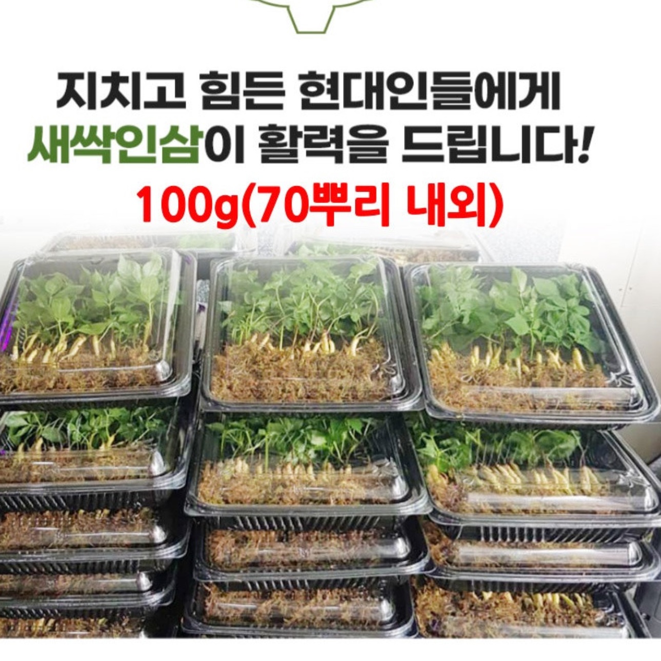 유기농 새싹인삼 새싹삼 튀김용 새싹쌈 수육 보쌈 - 상세 이미지 5