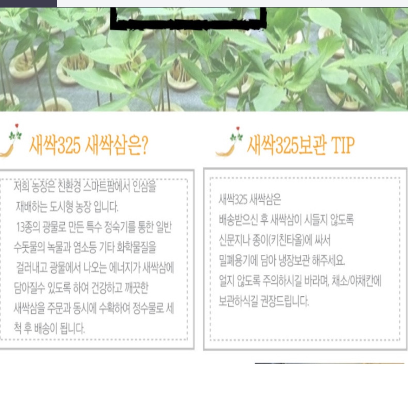 유기농 새싹인삼 새싹삼 튀김용 새싹쌈 수육 보쌈 - 상세 이미지 2