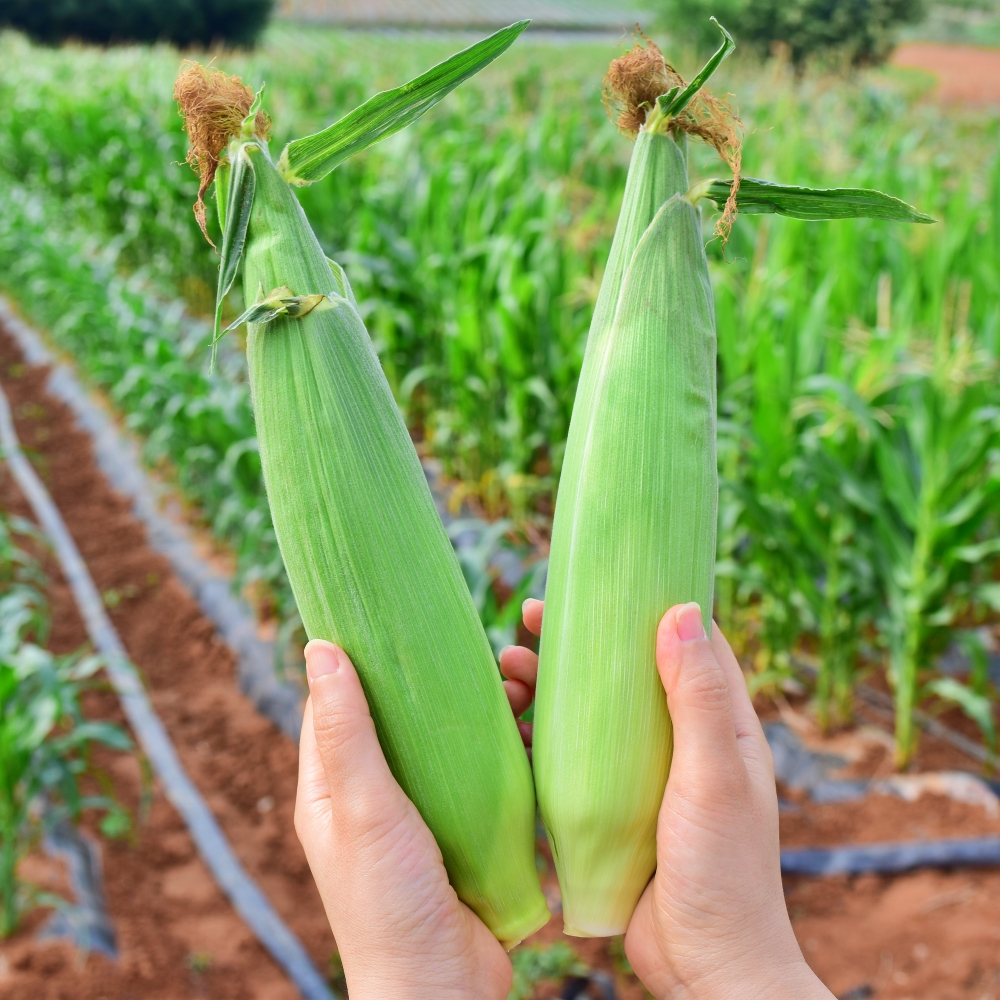 괴산 대학찰옥수수 햇 생옥수수 찐옥수수