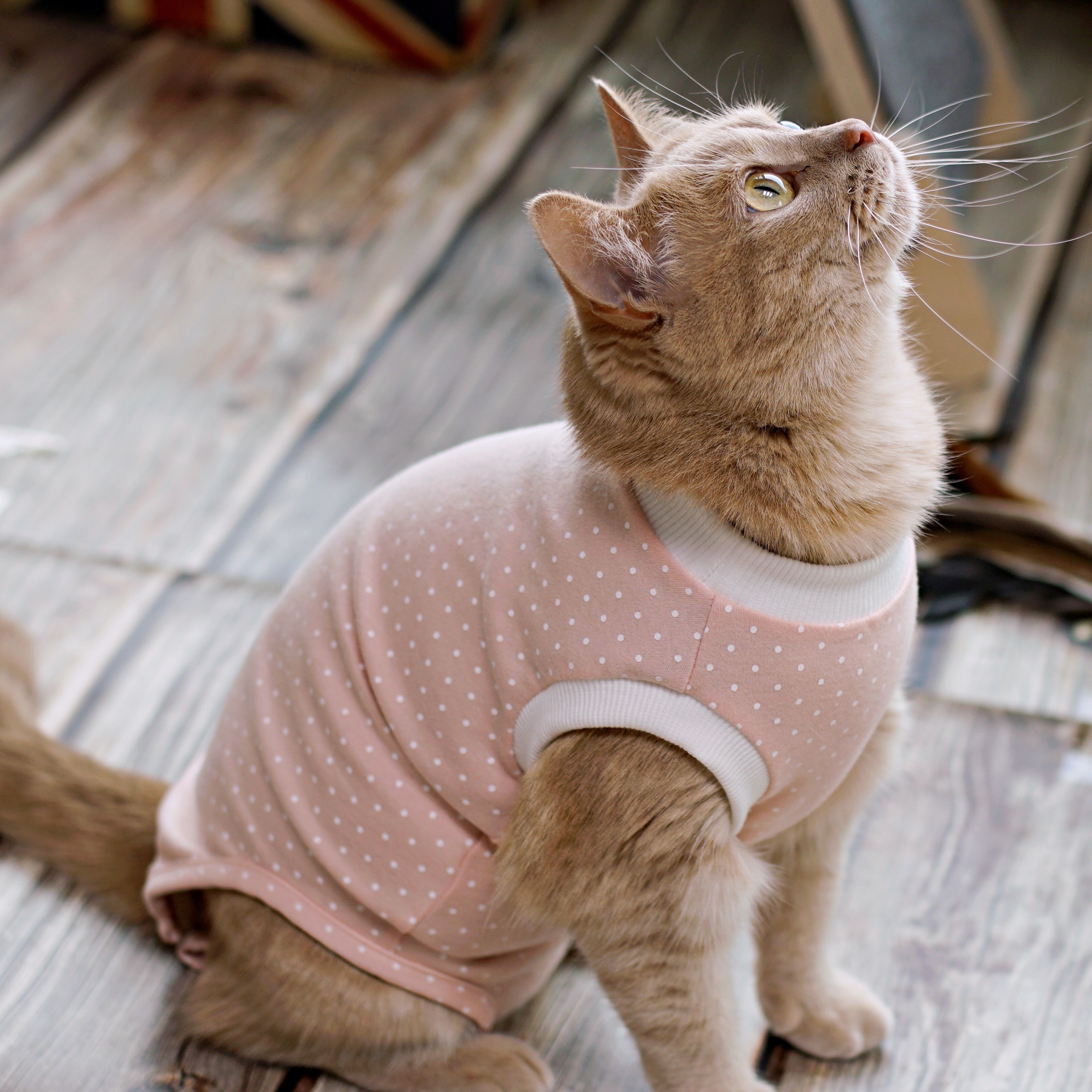 고양이옷 환묘복 오가닉코튼 오버그루밍방지 중성화옷 핑크 도트