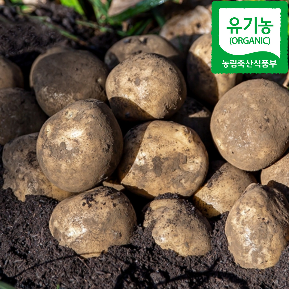 담아래x진심농부 유기농 탐나감자 탐라 제주 친환경 무농약 농산물 중, 3kg, 1개 - 상세 이미지 2