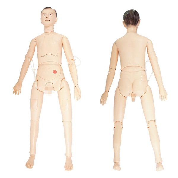 간호사실습모형 전신 마네킹 인형 인체모형 교육 교육용 실습용 세트 생식기 포함 - 상품 이미지