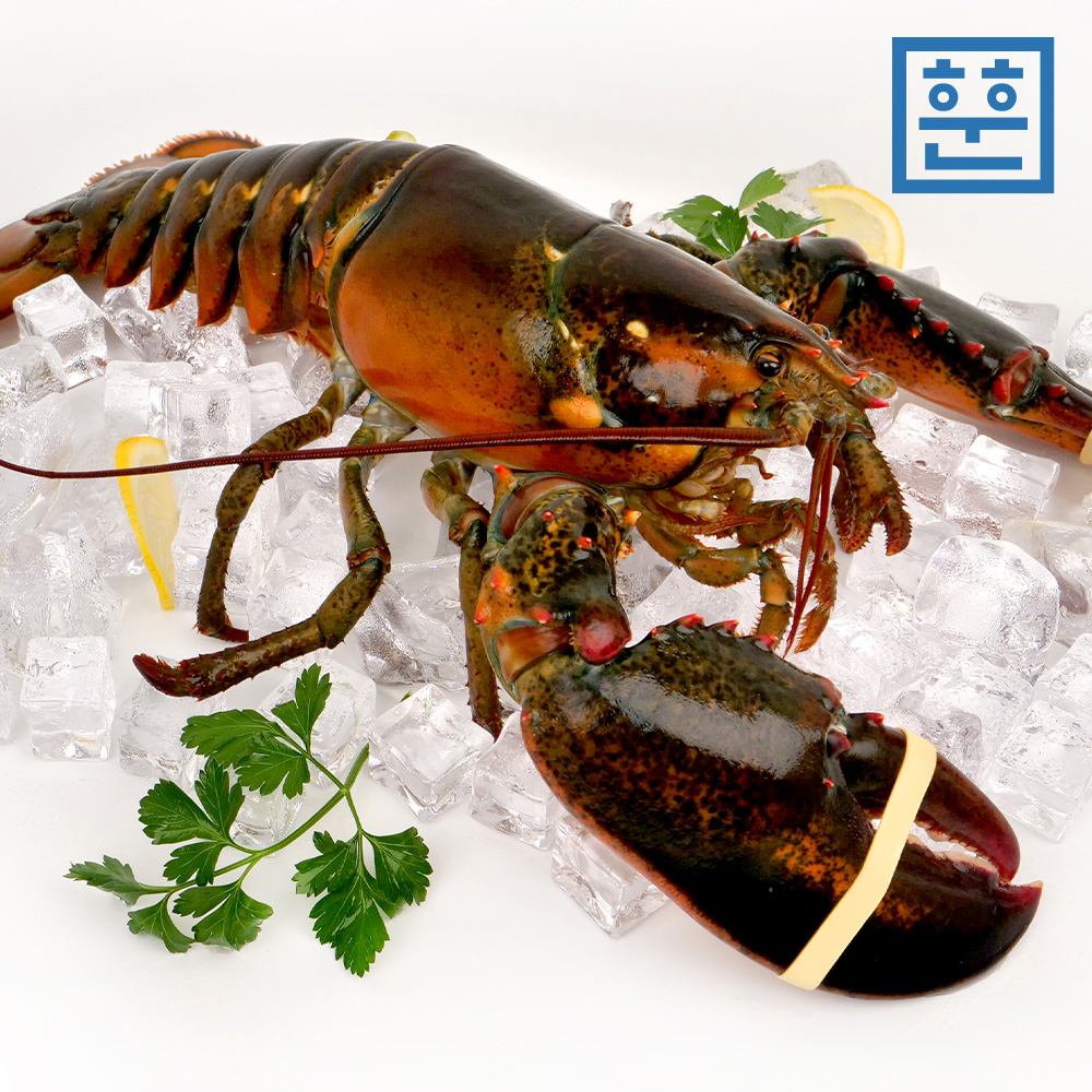 항공직송 활 랍스터 랍스타 바닷가재 500g 700g 1kg 등 다양한 사이즈 - 상세 이미지 4