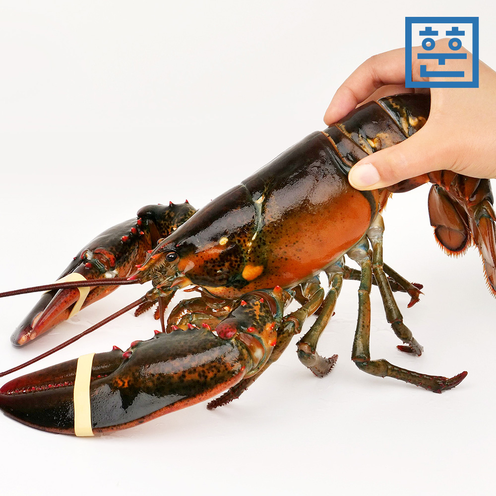 항공직송 활 랍스터 랍스타 바닷가재 500g 700g 1kg 등 다양한 사이즈 이미지 8