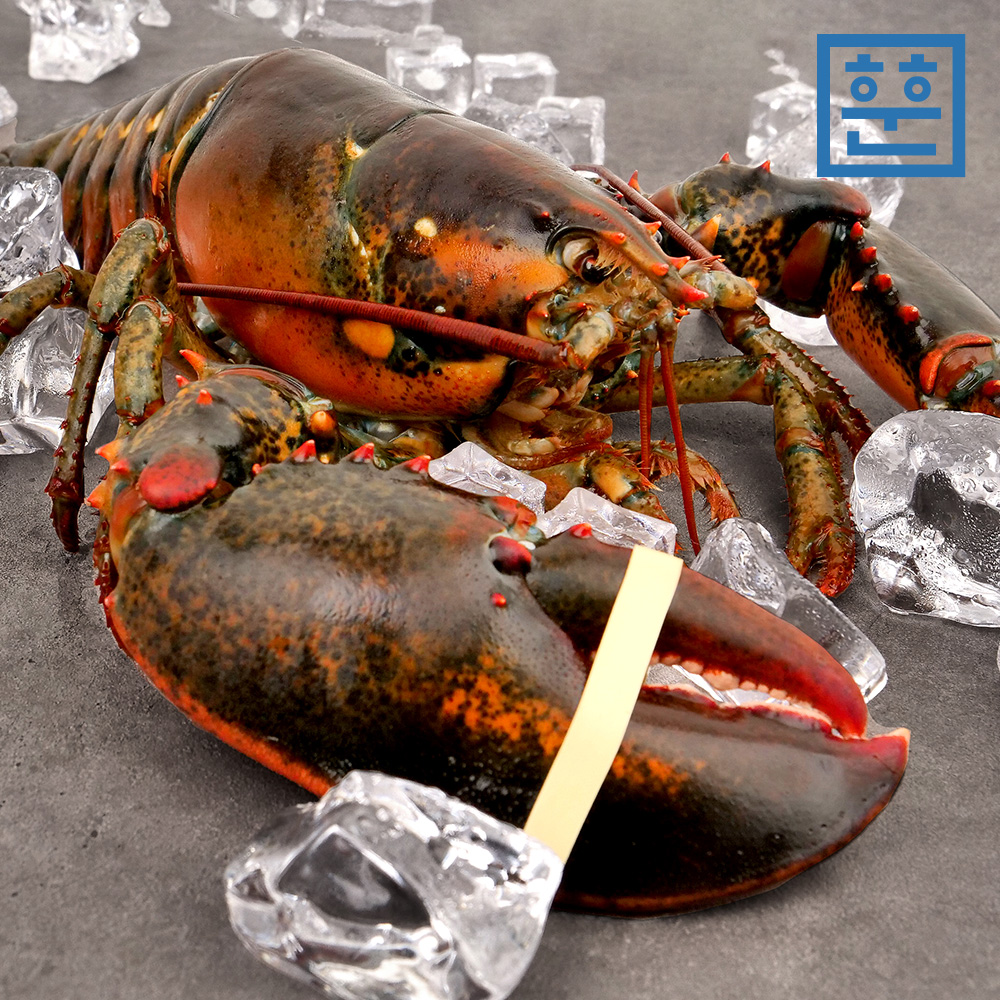 항공직송 활 랍스터 랍스타 바닷가재 500g 700g 1kg 등 다양한 사이즈 - 상품 이미지