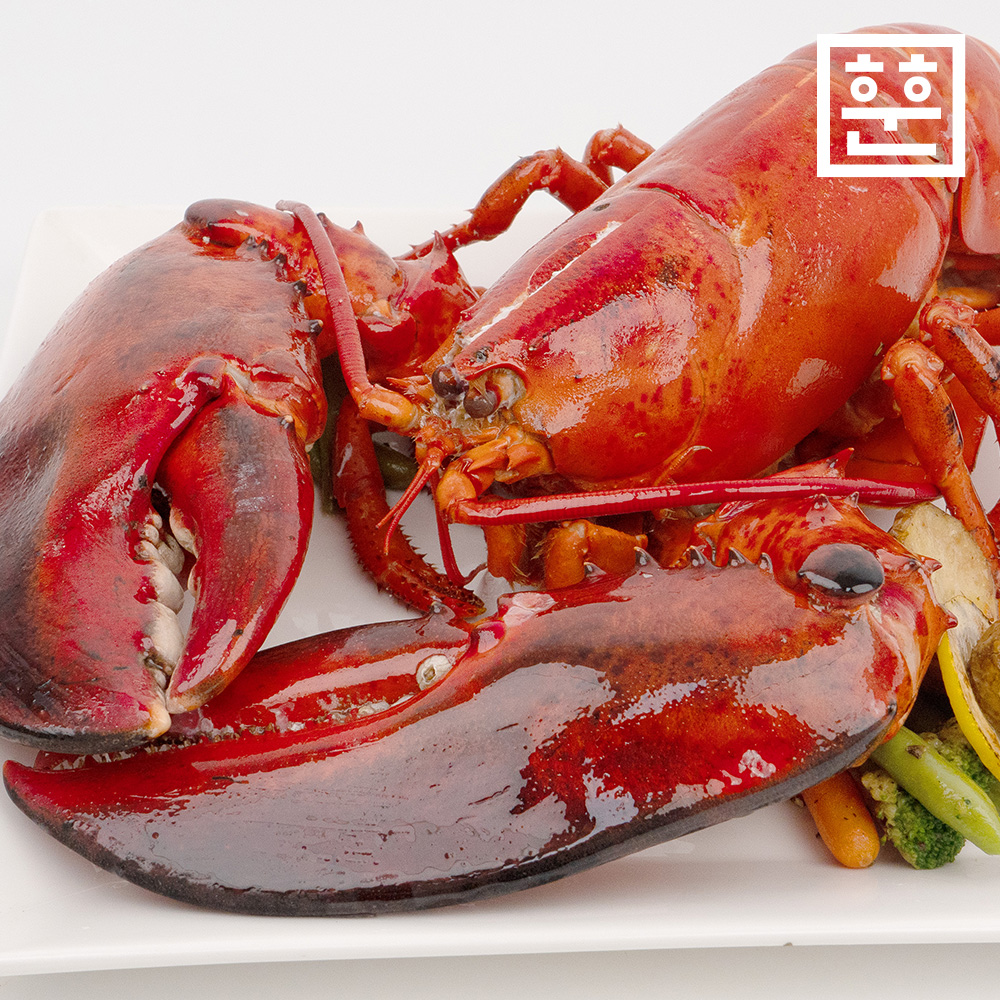 항공직송 활 랍스터 랍스타 바닷가재 500g 700g 1kg 등 다양한 사이즈 - 상세 이미지 2