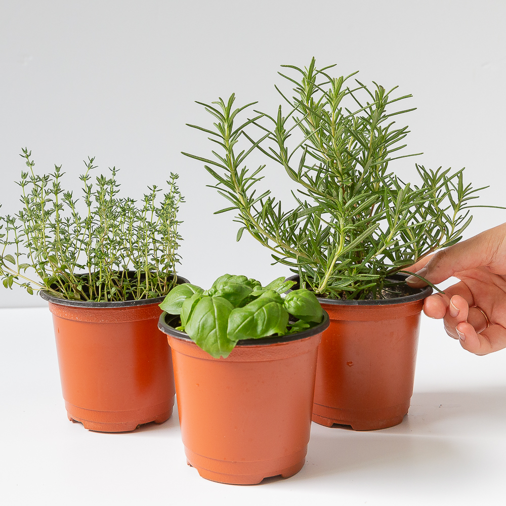 허브 키우기 화분 스위트 바질 로즈마리 레몬타임 식용허브 잎 모종 허브농장 식물 종류 제품 이미지