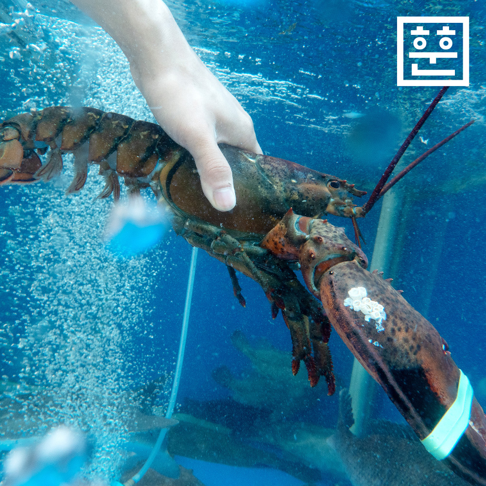 항공직송 활 랍스터 랍스타 바닷가재 500g 700g 1kg 등 다양한 사이즈 - 상세 이미지 4