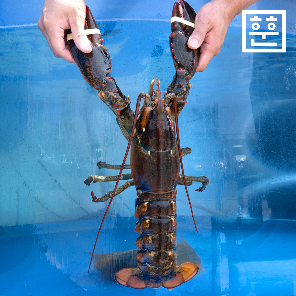항공직송 활 랍스터 랍스타 바닷가재 500g 700g 1kg 등 다양한 사이즈 이미지 6