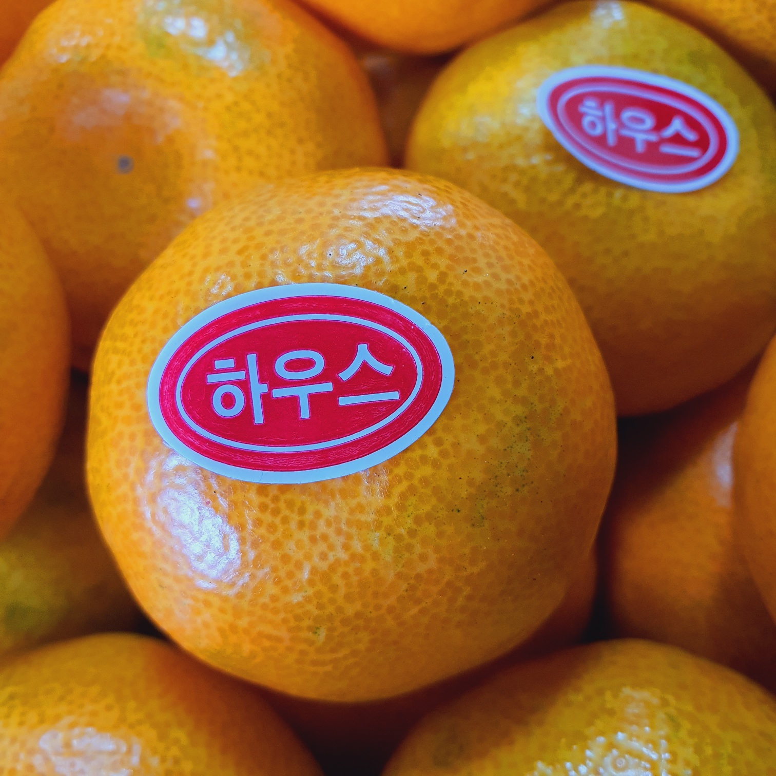 제주 하우스감귤 고당도 선물세트 3kg 4kg 5kg - 상세 이미지 2