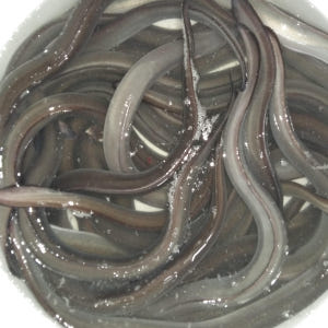 자연산 장어즙 원기회복 기력회복 장어 액기스 진액 110ml 30포 맛있게 먹은 솔직 후기 - 상품 이미지 3