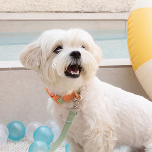 강아지 리드줄 핸즈프리 리쉬 100%방수 워터프루프 롱리쉬 2.5m 길이... 솔직 후기 | 실제 사용자 리뷰 총정리 - 상품 이미지 3