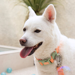 바잇미 new 마카롱 방수 목줄 (4 color) 솔직 후기 | 실제 사용자 리뷰 총정리 - 상품 이미지 2